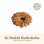 Nepal Origin 16 Mukhi Rudraksha - 17mm to 22mm - Astroguruji