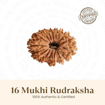 16 Mukhi