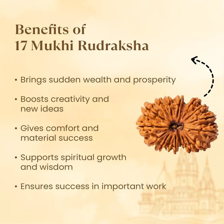 Nepal Origin 17 Mukhi Rudraksha - 17mm to 22mm - Astroguruji