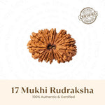 Nepal Origin 17 Mukhi Rudraksha - 17mm to 22mm - Astroguruji