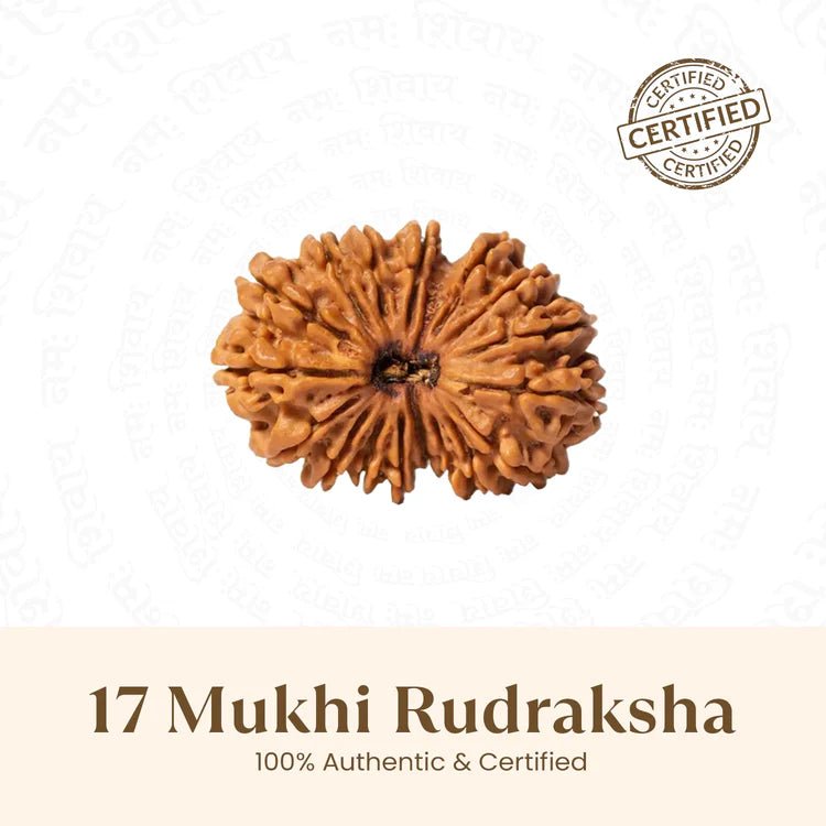 Nepal Origin 17 Mukhi Rudraksha - 17mm to 22mm - Astroguruji