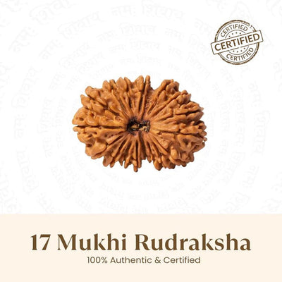 17 Mukhi