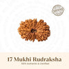 Nepal Origin 17 Mukhi Rudraksha - 17mm to 22mm