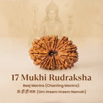 Nepal Origin 17 Mukhi Rudraksha - 17mm to 22mm - Astroguruji