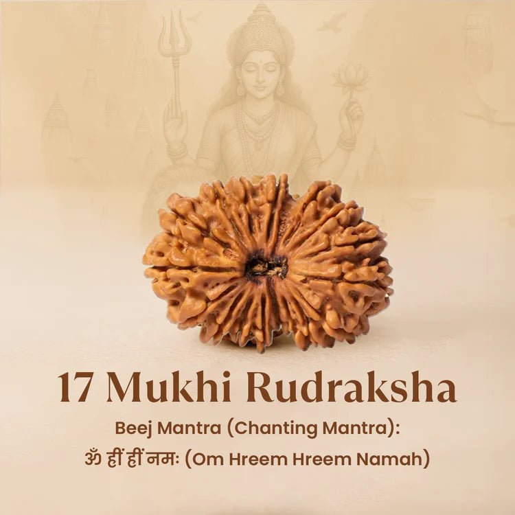 Nepal Origin 17 Mukhi Rudraksha - 17mm to 22mm - Astroguruji