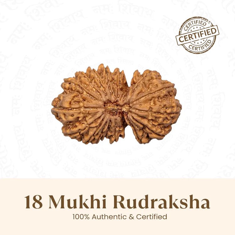 Nepal Origin 18 Mukhi Rudraksha - 17mm to 22mm - Astroguruji