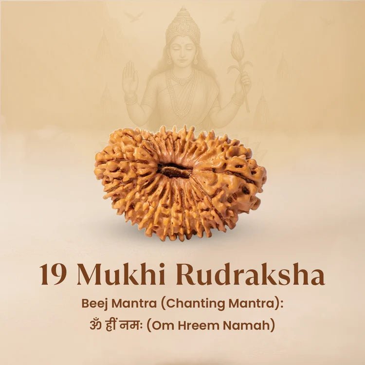 Nepal Origin 19 Mukhi Rudraksha - 17mm to 22mm - Astroguruji