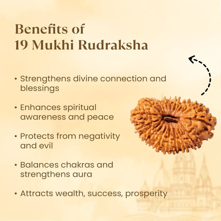 Nepal Origin 19 Mukhi Rudraksha - 17mm to 22mm - Astroguruji