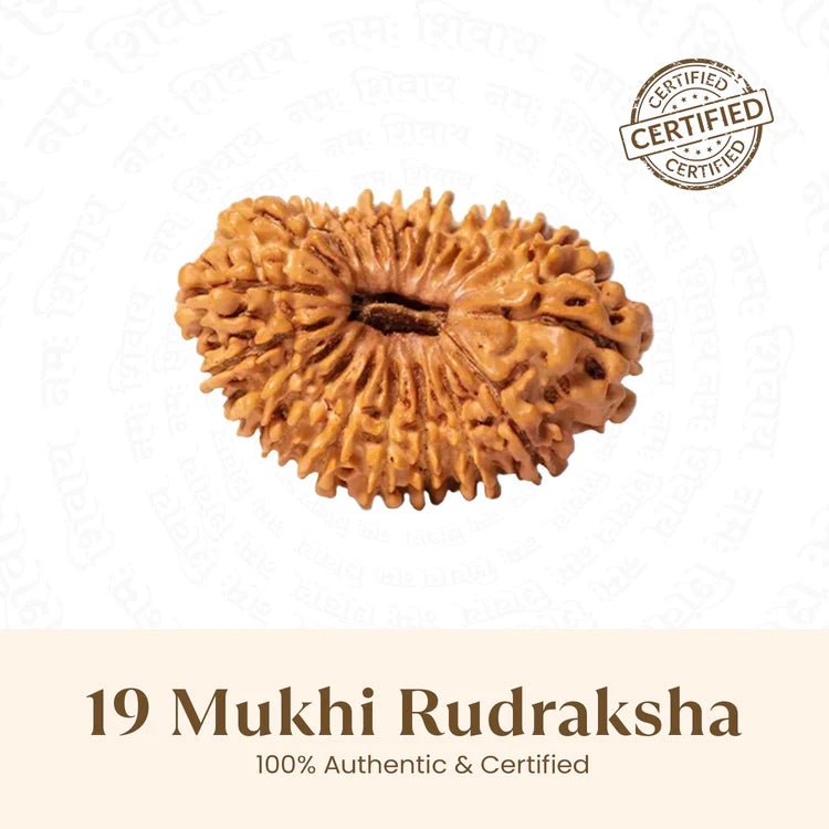 Nepal Origin 19 Mukhi Rudraksha - 17mm to 22mm - Astroguruji