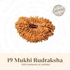 Nepal Origin 19 Mukhi Rudraksha - 17mm to 22mm
