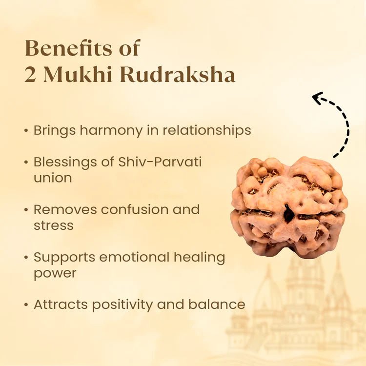Nepal Origin 2 Mukhi Rudraksha - 17mm to 22mm - Astroguruji