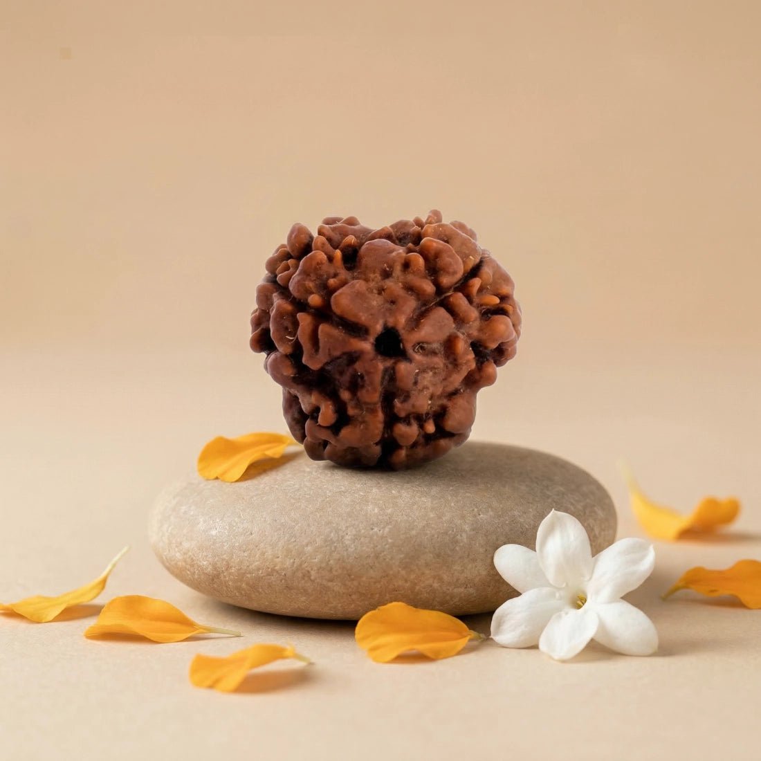 Nepal Origin 3 Mukhi Rudraksha - 17mm to 22mm - Astroguruji