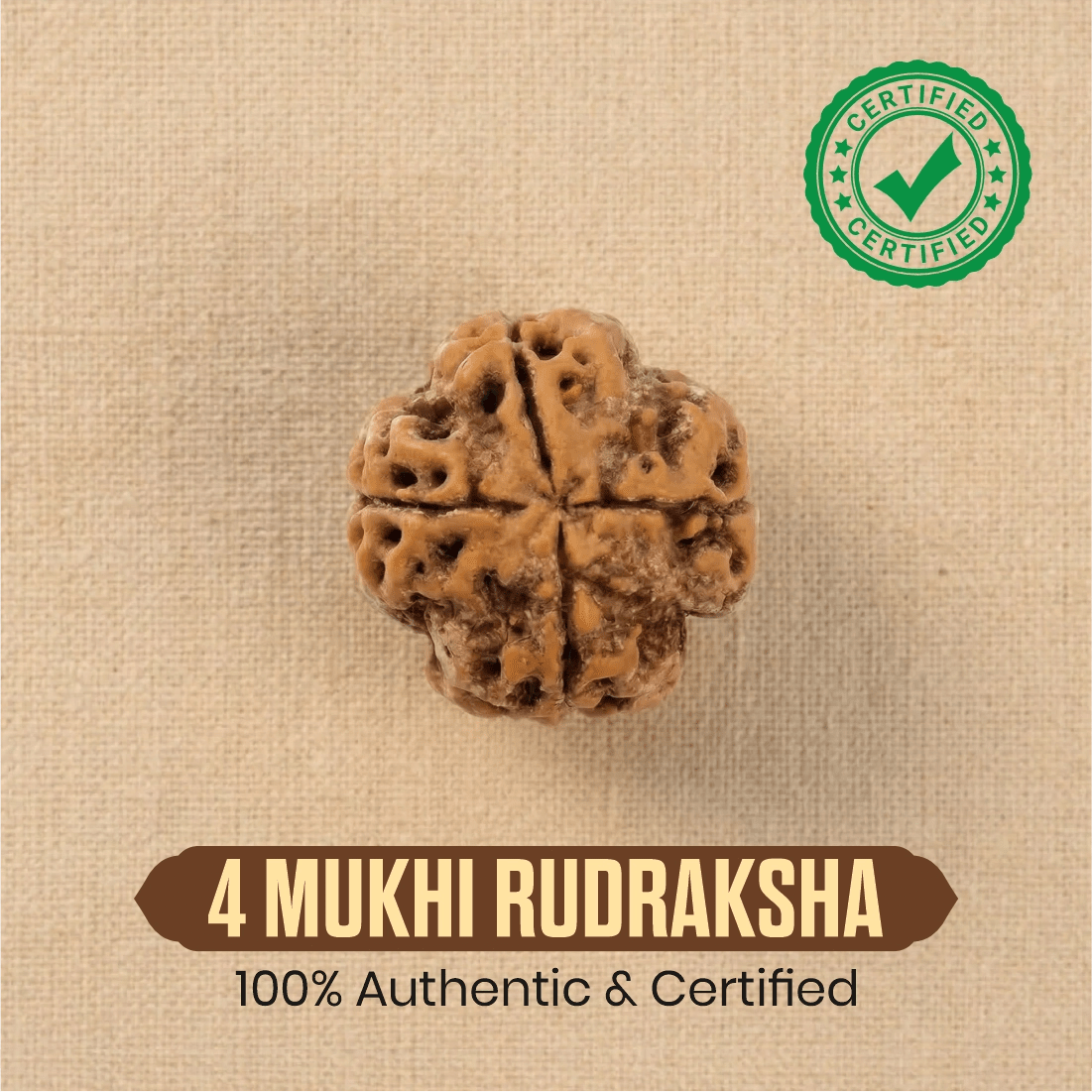 Nepal Origin 4 Mukhi Rudraksha - 17mm to 22mm - Astroguruji