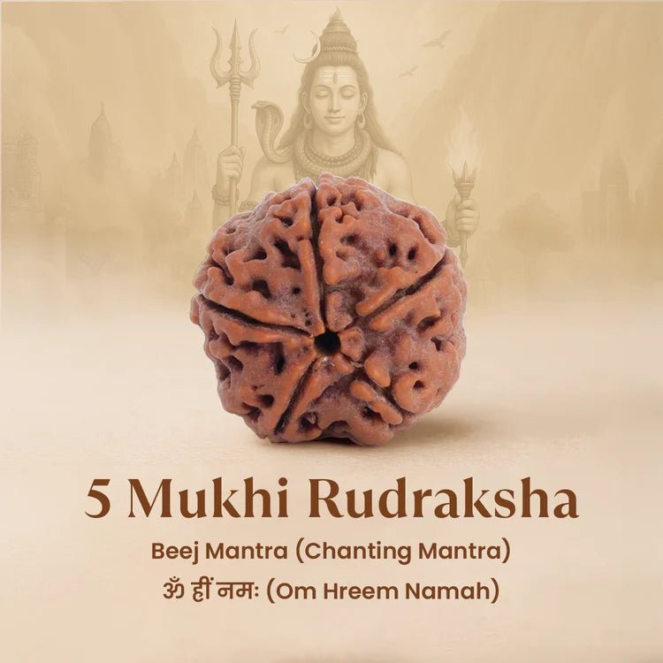 Nepal Origin 5 Mukhi Rudraksha - 17mm to 22mm - Astroguruji