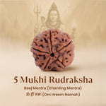 Nepal Origin 5 Mukhi Rudraksha - 17mm to 22mm - Astroguruji