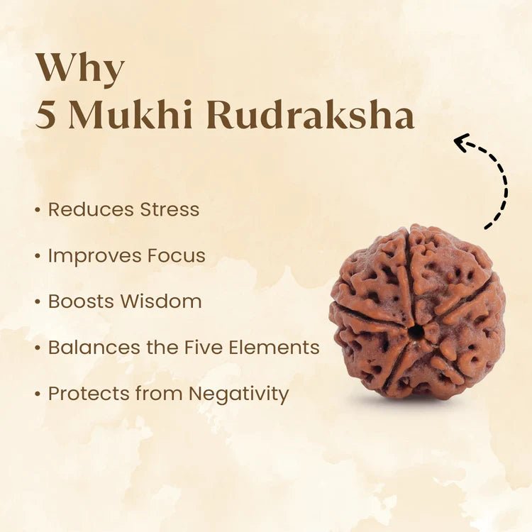 Nepal Origin 5 Mukhi Rudraksha - 17mm to 22mm - Astroguruji
