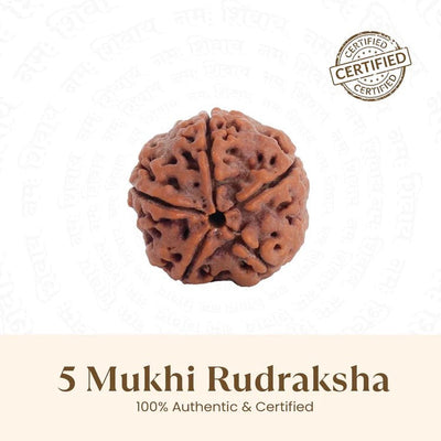 5 Mukhi