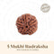 Nepal Origin 5 Mukhi Rudraksha - 17mm to 22mm - Astroguruji