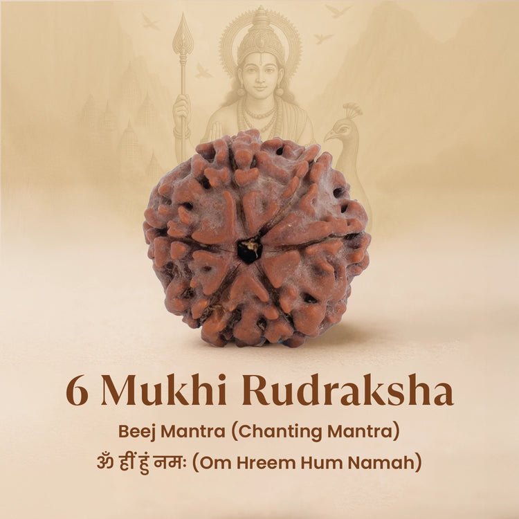 Nepal Origin 6 Mukhi Rudraksha - 17mm to 22mm - Astroguruji