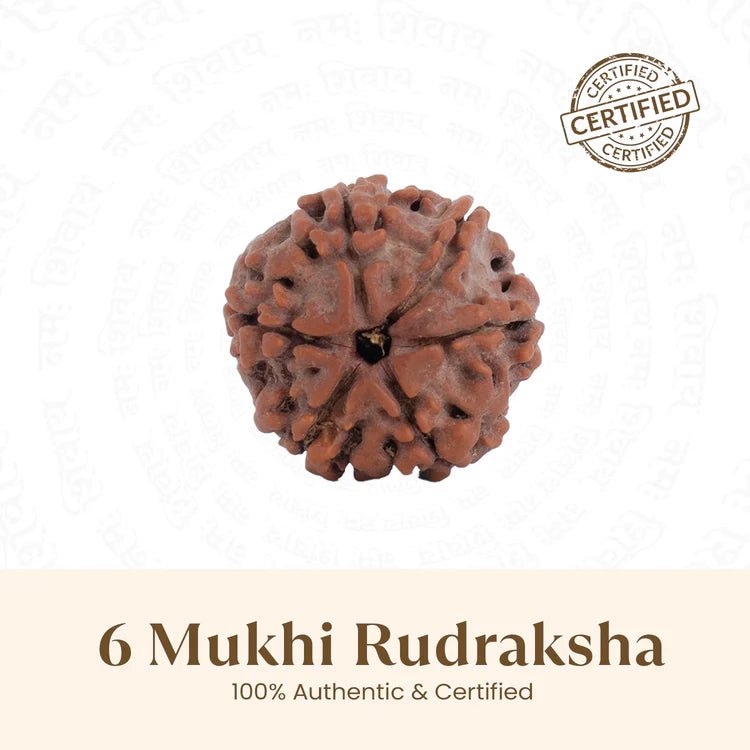 Nepal Origin 6 Mukhi Rudraksha - 17mm to 22mm - Astroguruji