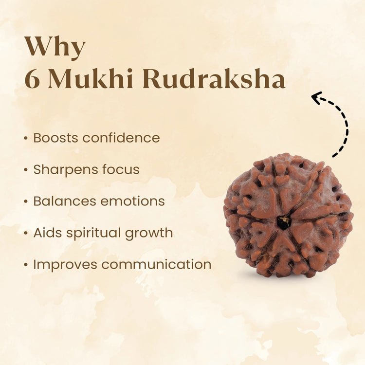 Nepal Origin 6 Mukhi Rudraksha - 17mm to 22mm - Astroguruji