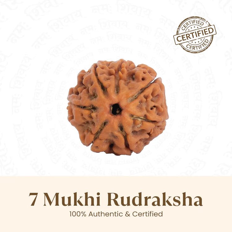 Nepal Origin 7 Mukhi Rudraksha - 17mm to 22mm - Astroguruji