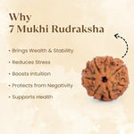 Nepal Origin 7 Mukhi Rudraksha - 17mm to 22mm - Astroguruji