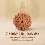 Nepal Origin 7 Mukhi Rudraksha - 17mm to 22mm - Astroguruji