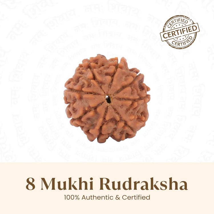 Nepal Origin 8 Mukhi Rudraksha - 17mm to 22mm - Astroguruji