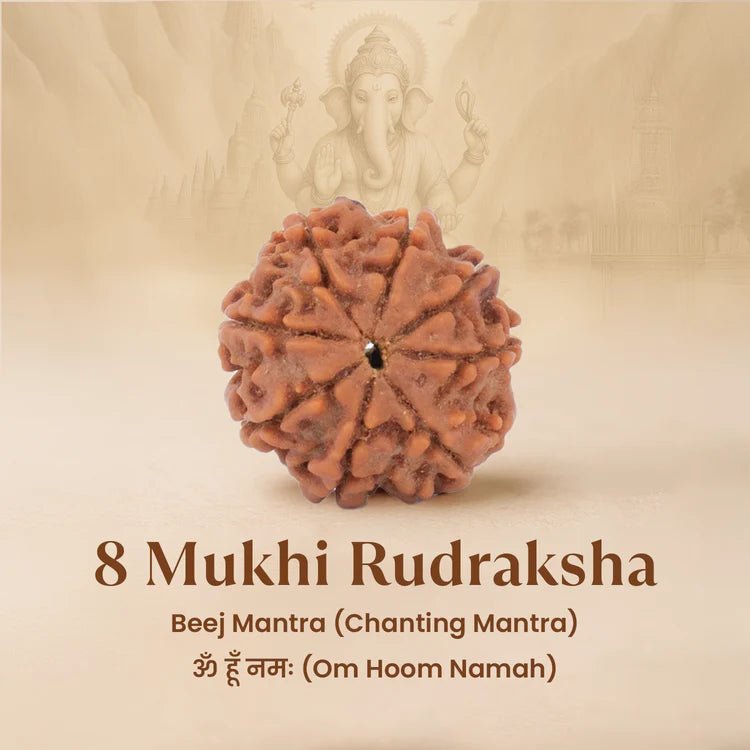 Nepal Origin 8 Mukhi Rudraksha - 17mm to 22mm - Astroguruji