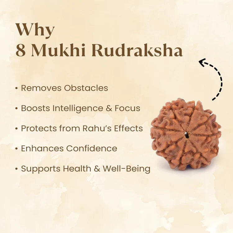 Nepal Origin 8 Mukhi Rudraksha - 17mm to 22mm - Astroguruji