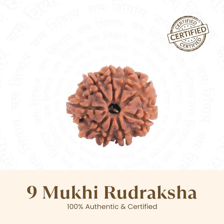 Nepal Origin 9 Mukhi Rudraksha - 17mm to 22mm - Astroguruji
