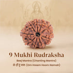 Nepal Origin 9 Mukhi Rudraksha - 17mm to 22mm - Astroguruji