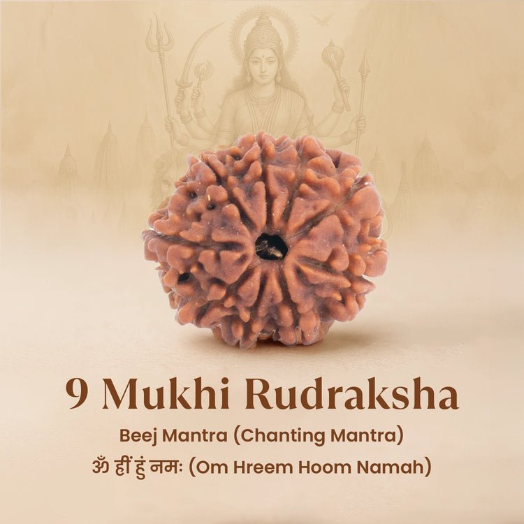 Nepal Origin 9 Mukhi Rudraksha - 17mm to 22mm - Astroguruji
